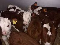 牛只（批次，未指定性别）, Cattle — 照片 5