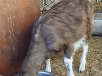 تيس, Toggenburg goat — الصورة 4