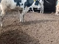 Bull, Russian Black pied cattle — photo 3