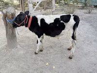 公牛, Russian Black pied cattle — 照片 2