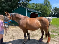 Farasi jike, Appaloosa — picha 4