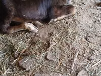 गाय, अलाताऊ नस्ल — फ़ोटो 2