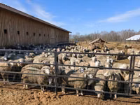 Dume la kondoo, Kuibyshev sheep — picha 3