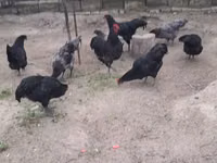 Australian Pit Game fowl — picha 4