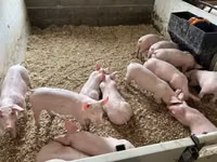Schweine (Partie, Geschlecht nicht angegeben) — Foto 2