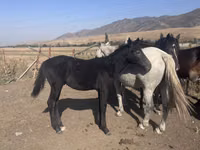 Caballo, Russian Don — foto 2
