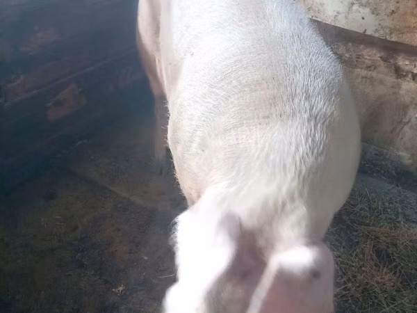 公猪, 