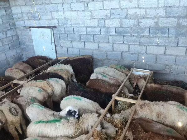 Kondoo jike, Beulah Speckled face sheep