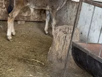 Bull, Alatau breed — photo 2