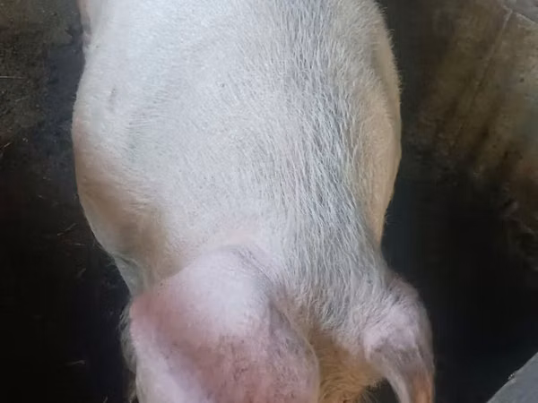 公猪, 
