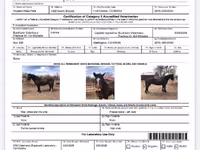 Farasi dume, Mustang — picha 5