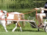 Hengst, Miniature horse — Foto 4