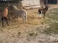 نعجة, Cameroon sheep — الصورة 3