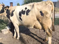 Ng'ombe jike, Swiss cattle — picha 6