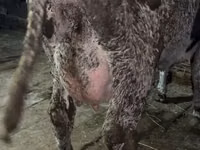 母牛, Russian Black pied cattle — 照片 3