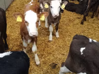 公牛, Limousin cow — 照片 8