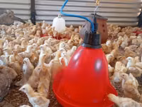 Chickens — फ़ोटो 1