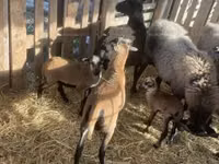 Dume la kondoo, Cameroon sheep — picha 2