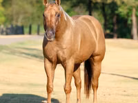 Farasi dume, Quarter Horse — picha 4