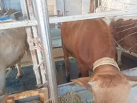 公牛, Cattle — 照片 6