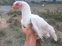 Chickens — picha 1