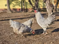 Araucana — Foto 3