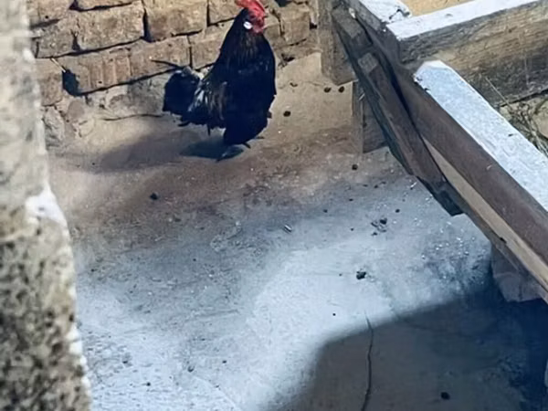 Chickens