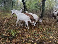 母山羊, Nubian Goat — 照片 4