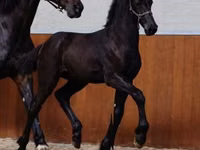 Caballo, Appaloosa — foto 2