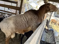 كبش, Arashan sheep — الصورة 3