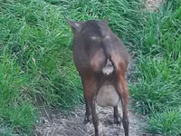 Mbuzi jike, Irish goat — picha 2