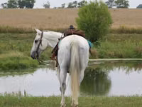 Caballo, Quarter Horse — foto 4