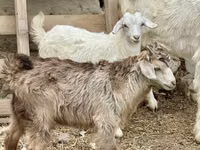 Mbuzi jike, Saanen goat — picha 4