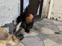 Chickens — photo 3