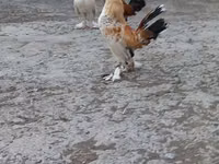 Japanese Bantam — picha 3
