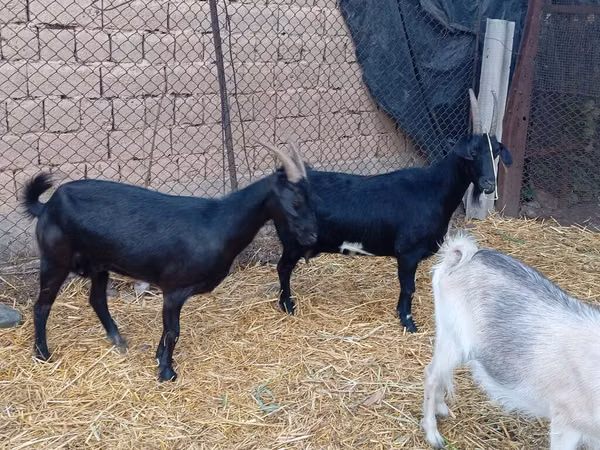 تيس, Saanen goat