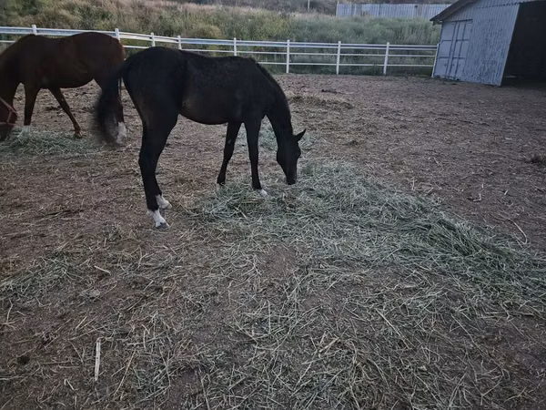 Farasi dume, Akhal-Teke
