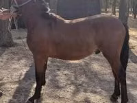Caballo, Caballos — foto 1