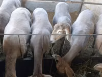 भेड़, Arashan sheep — फ़ोटो 2