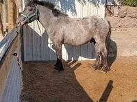 Farasi dume, Appaloosa — picha 1
