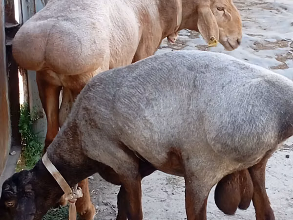 Dume la kondoo, Ordabasy sheep