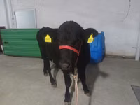 公牛, Aberdeen-Angus — 照片 7