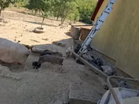 Boar — photo 3