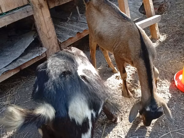 Mbuzi dume, Mbuzi