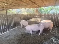 Säue, Schweine — Foto 4
