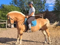 Farasi dume, Haflinger — picha 7