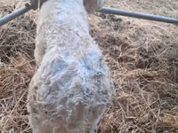 Toro, Charolais cattle — foto 8