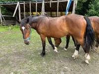 فرس, Međimurje horse — الصورة 3