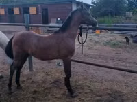 Horse (M), Shagya — photo 1