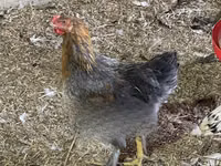 Brahma — photo 3
